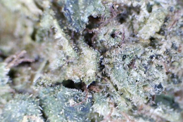 Gelato Runtz. by: Humboldt farms - Image 5